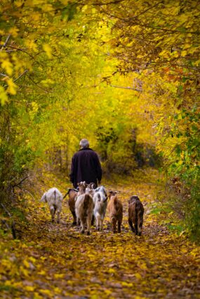 The Shepherd and His Sheep